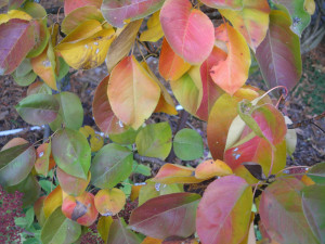 Asian pear leaves Asian pear leaves