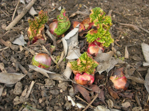 Rhubarb ready for dividing Rhubarb ready for dividing