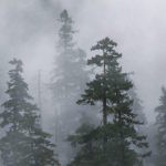 Foggy forest image