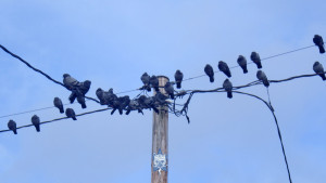 A bunch of pigeons on a line with the Self Help Radio logo wrapped on the telephone pole.