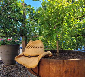 Summer Garden