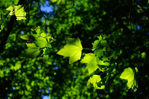 urban tree canopy urban tree canopy