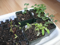 leggy tomato seedlings
