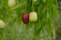 jujube jujube