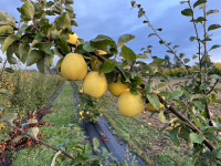 quince ready for picking quince ready for picking