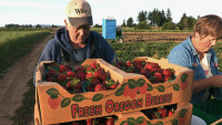 Sun Gold Farm strawberries Sun Gold Farm strawberries